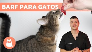 ¿Cómo hacer COMIDA BARF para GATOS 🐱🥩 Ejemplos de Recetas [upl. by Innis596]