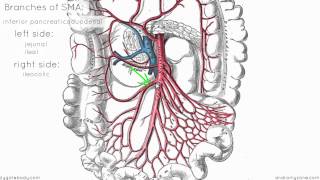 Superior Mesenteric Artery  Anatomy Tutorial [upl. by Alejandra]