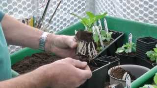 Taking Dahlia Cuttings [upl. by Sisco]