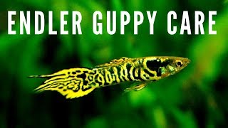 How to Breed  Care for Endler Guppies [upl. by Rafa89]