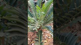 Encephalartos arenarius [upl. by Yendic962]