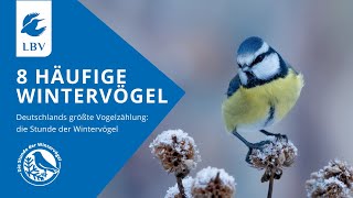 8 Vögel im Winter Amsel Spatz Feldsperling Rotkehlchen Kohlmeise Blaumeise Buchfink Grünfink [upl. by Anoirtac]