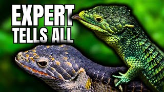 Abronia Lizard Care Guide [upl. by Ainehs]