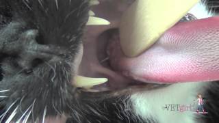 VETgirl How to perform a feline oral cavity examination [upl. by Frieda]