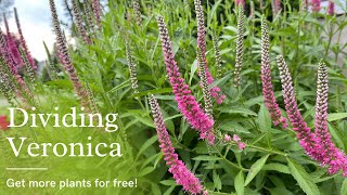 Dividing Veronica  New Plants For Free [upl. by Ulland]