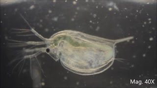 Daphnia magna under the Microscope [upl. by Garik]