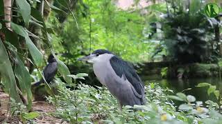 2 HORAS com Sons da Natureza Pássaros Água Corrente Riacho HD [upl. by Kusin]