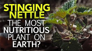 Stinging Nettle — The Most Nutritious Plant On Earth [upl. by Elreath109]