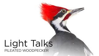 Light Talks Pileated Woodpecker [upl. by Lennaj]