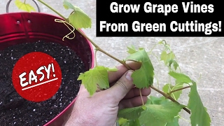 How To Regrow Grape Vines From Fresh Cuttings [upl. by Moir703]