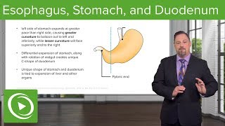 Medical Embryology  the fetal membranes [upl. by Ashby319]