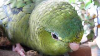 Lineolated Parakeets Linnie Lullaby [upl. by Eibmab]