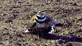 Killdeer Impressive Fake Injury Broken Wing Act  A great bird actor around New York City [upl. by Nylsirk785]