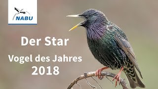 Vogel des Jahres 2018 Der Star [upl. by Attelrahs]