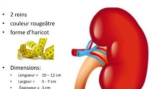 Anatomie des reins humains [upl. by Pearlman403]