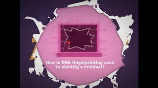 KS3 Activate 3 Kerboodle Explaining DNA fingerprinting [upl. by Westlund12]