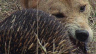 Meet the Echidna an Incredible FireProof Spiny Anteater [upl. by Llezo]