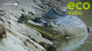 Eco India How Indias critically endangered gharial bounced back from the brink of extinction [upl. by Lledo]