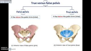 Overview of Pelvis 1  Bones and Joints of Pelvis  DrAhmed Farid [upl. by Petula129]