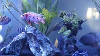 red spotted severum chasing around the Texas cichlid [upl. by Larred]