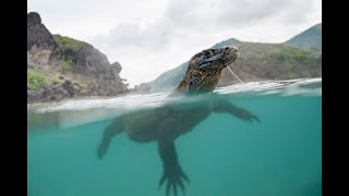 Komodo Dragon Swimming And Hunting Fish  Big Lizard [upl. by Ellery]