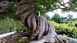 Colección Bonsai  Real jardín botánico  Madrid [upl. by Alleyne]