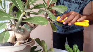 HOW TO PRUNE DESERT ROSE ADENIUM EASILY [upl. by Donoho219]