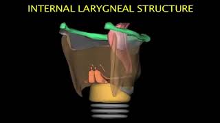 Larynx Animation [upl. by Means410]