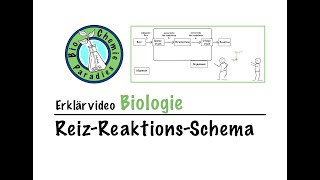 Erklärvideo Biologie – ReizReaktionsSchema [upl. by Maffei]