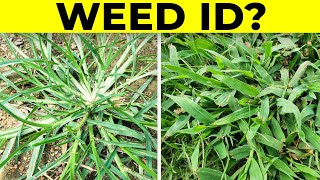 Identify Grassy Weeds in the Lawn including Dallisgrass Crabgrass Goosegrass and Bahiagrass [upl. by Annotahs269]