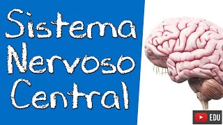 NEUROANATOMIA DO SISTEMA NERVOSO CENTRAL SNC  Rogério Souza 1 [upl. by Lomax]