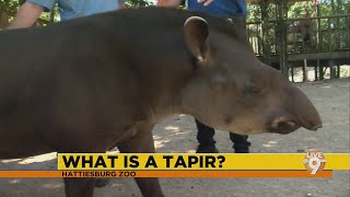 Hattiesburg Zoo Tapir [upl. by Andrus]