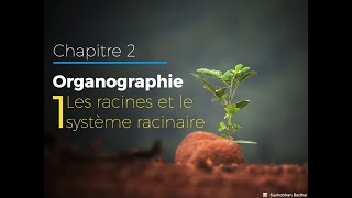 21  Les racines  Organographie [upl. by Haleelahk]