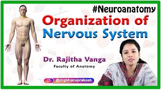 Organization of Nervous System  Neuroanatomy [upl. by Lsil]