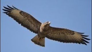 BUZZARD Sounds Inflight Calling for a Mate  MEWING  Buteo buteo [upl. by Eudoca]