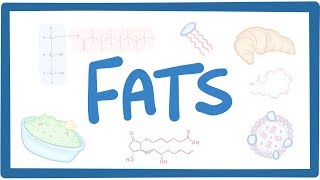 Fats  biochemistry [upl. by Notrub432]