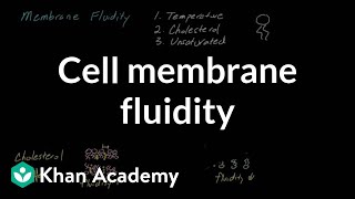 Cell membrane fluidity  Cells  MCAT  Khan Academy [upl. by Cappella]