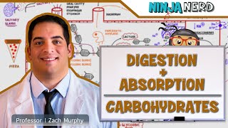 Gastrointestinal  Digestion amp Absorption of Carbohydrates [upl. by Beilul]