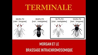 Morgan et le brassage intrachromosomique [upl. by Columbine]