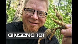 Ginseng 101  Where to Find  How to Harvest [upl. by Adnael197]