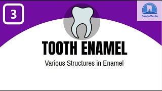 TOOTH ENAMEL VARIOUS STRUCTURES IN ENAMEL [upl. by Leland477]