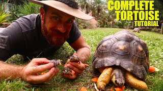 The Ultimate Radiated Tortoise Care Instructions [upl. by Rickie381]