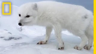 A Friendly Arctic Fox Greets Explorers  National Geographic [upl. by Aisetra]