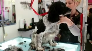 HOW TO DO A SPRINGER SPANIEL [upl. by Shull177]