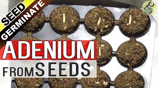 ADENIUM SEED GERMINATION Technique  How to grow Adenium from Seeds  Gardening in English [upl. by Matthews]