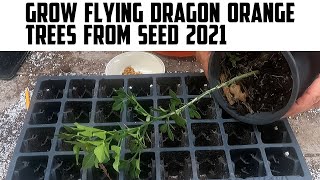 Grow Flying Dragon Orange Trees From Seed 2021 [upl. by Eleen]