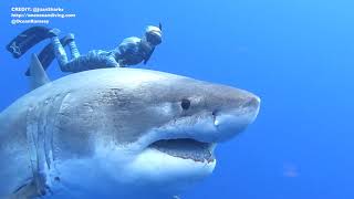 Researchers encounter large great white shark near Oahu [upl. by Paryavi66]