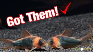 New Super Rare Corydoras Eques [upl. by Hatcher]