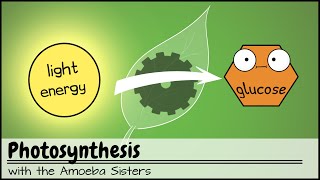 Photosynthesis UPDATED [upl. by Falconer741]