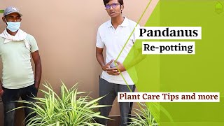 Pandanus Repotting  Plant Care Tips  Sunlight water fertilizer [upl. by Eilyah]